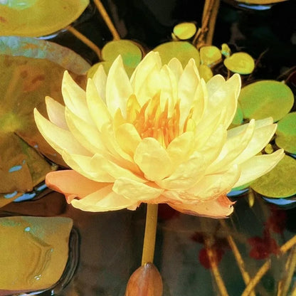 🌸[7 days germination]💐The Sacred Bonsai Bowl Lotus Flower