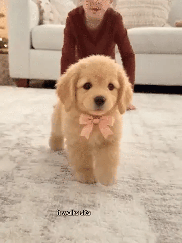 🐶Realistic Robotic Golden Retriever Puppy ✨ The Cutest Christmas Surprise🎁