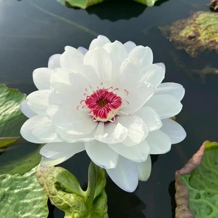 🌸[7 days germination]💐The Sacred Bonsai Bowl Lotus Flower