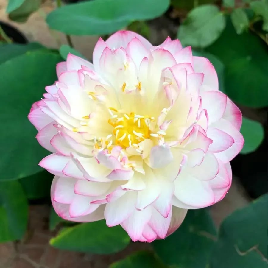 🌸[7 days germination]💐The Sacred Bonsai Bowl Lotus Flower
