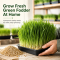Hydroponic Barley Fodder Seeds for Fresh Green Feed